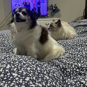Home Owner wanting sitter in , Queensland