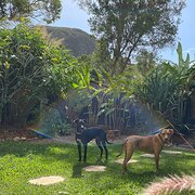 Home Owner wanting sitter in Brisbane , Queensland