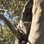 Home Owner wanting sitter in Adelaide , South Australia
