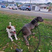 House Sitter - Ceris and Charlie