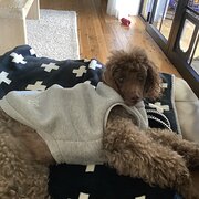 Home Owner wanting sitter in , New South Wales