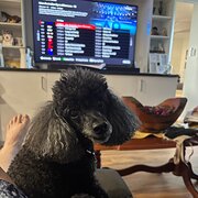 Home Owner wanting sitter in Newcastle, New South Wales