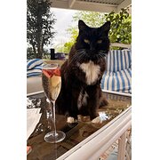 Home Owner wanting sitter in , New South Wales