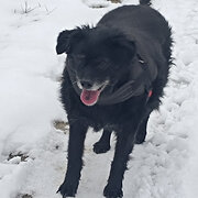 House Sitter - Elke
