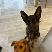 Home Owner wanting sitter in Perth, Western Australia