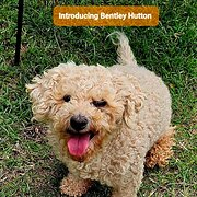Home Owner wanting sitter in Gympie , Queensland