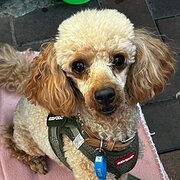 Home Owner wanting sitter in Hervey Bay, Queensland
