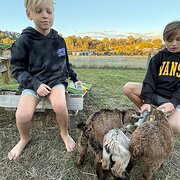 Home Owner wanting sitter in Gympie, Queensland