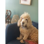 Home Owner wanting sitter in Brisbane, Queensland
