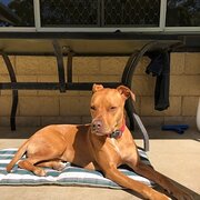 Home Owner wanting sitter in Marrochydore, Queensland