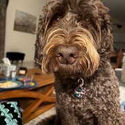 Home Owner wanting sitter in LITTLE MOUNTAIN, Queensland