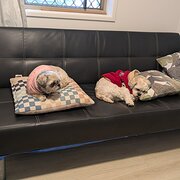 Home Owner wanting sitter in BRISBANE CITY, Queensland