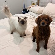 Home Owner wanting sitter in , Victoria