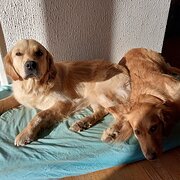 Home Owner wanting sitter in Canberra , Australian Capital Territory