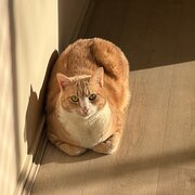Home Owner wanting sitter in , Queensland