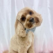 Home Owner wanting sitter in , Queensland