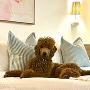 Home Owner wanting sitter in , Queensland