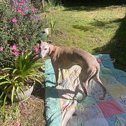Home Owner wanting sitter in Melbourne, Victoria