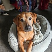 Home Owner wanting sitter in Launceston, Tasmania