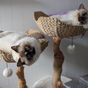 Home Owner wanting sitter in Sydney, New South Wales
