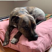 Home Owner wanting sitter in Brisbane, Queensland