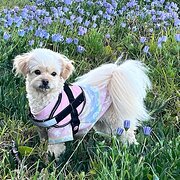 Home Owner wanting sitter in Newcastle , New South Wales