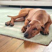 Home Owner wanting sitter in Brisbane, Queensland