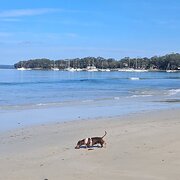 Home Owner wanting sitter in Nowra, New South Wales