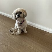 Home Owner wanting sitter in Newcastle, New South Wales