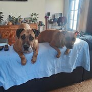 Home Owner wanting sitter in Adelaide, South Australia