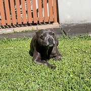 Home Owner wanting sitter in , New South Wales