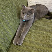 Home Owner wanting sitter in Salisbury, Queensland
