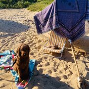 House Sitter - HappyPaws