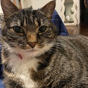 Home Owner wanting sitter in Hobart , Tasmania