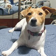 Home Owner wanting sitter in , South Australia