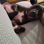 Home Owner wanting sitter in , New South Wales