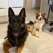 Home Owner wanting sitter in , Queensland