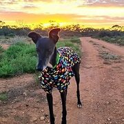 Home Owner wanting sitter in Adelaide , South Australia