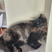 Home Owner wanting sitter in Brisbane, Queensland