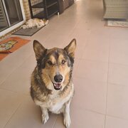 Home Owner wanting sitter in Adelaide , South Australia