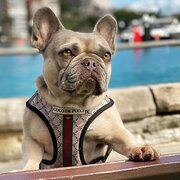 Home Owner wanting sitter in Sydney CBD, New South Wales
