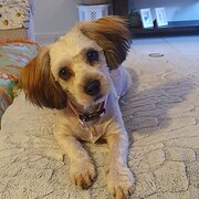 Home Owner wanting sitter in Cairns , Queensland