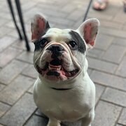 Home Owner wanting sitter in , South Australia