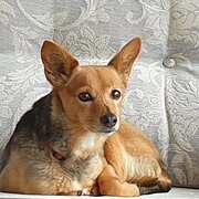 Home Owner wanting sitter in Mandurah and Rockingham, Western Australia