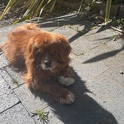 Home Owner wanting sitter in SANDY BAY, Tasmania