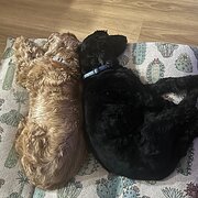 Home Owner wanting sitter in Brisbane , Queensland