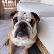Home Owner wanting sitter in Brisbane, Queensland