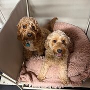 Home Owner wanting sitter in Mandurah, Western Australia