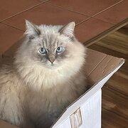 Home Owner wanting sitter in Brisbane, Queensland