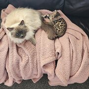 Home Owner wanting sitter in , Victoria